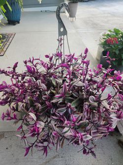 Tradescantia