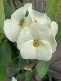 Corona De Cristo