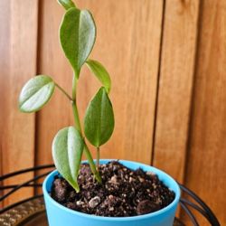 Peperomia 'Teardrop' (Blue Pot)