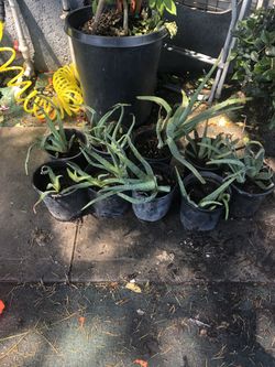 Aloe Vera plants