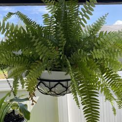 Boston Fern Plants