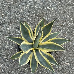 Agave Americana Variegated