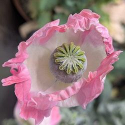 Papaver Somniferum Seeds 