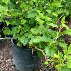 Black Currant Plants Full Of Fruits 