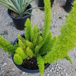 Plant