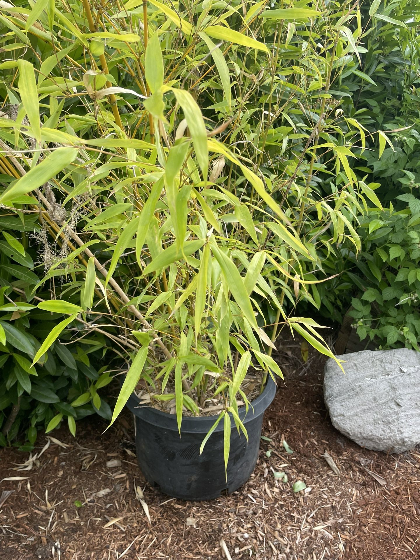 Large Green Bamboo. for Sale in Oregon City, OR OfferUp