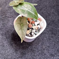 Live Plant 🌱 Alocasia Pink Poly Mint #4