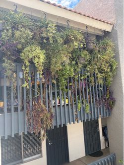 Plants for sale- moving all must go