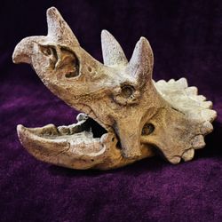 Triceratops Skull Decor