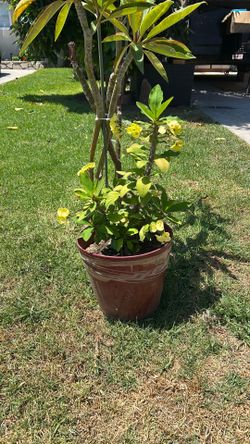 Tree Plant corona crystal