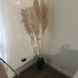 Real Pompas With Vase