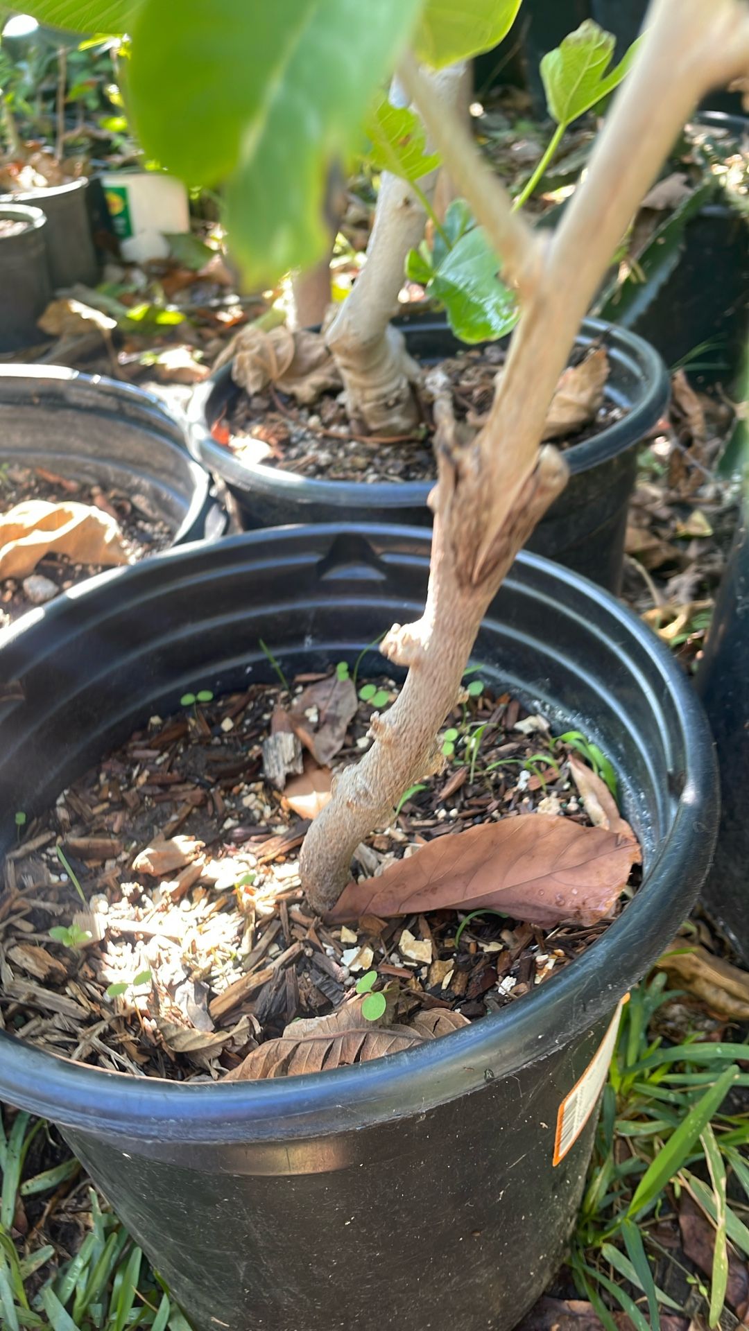 Atemoya Anona Fruit Tree