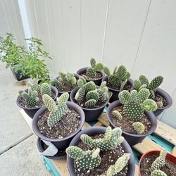 🌵✨ Bunny Ear Cactus – Only $6 per pot! ✨🌵