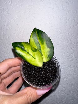 Hoya Caudata Inner variegated