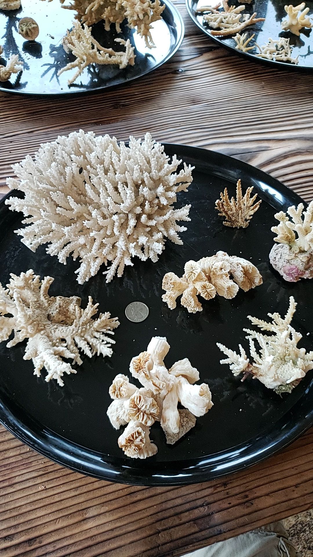 Coral