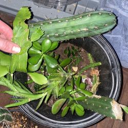 Cactus Cuttings