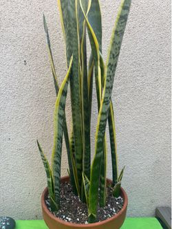 Snake Plant/Lengua de Suegra