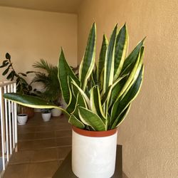 Snake Plant w/ Decorative Pot – Easy Care