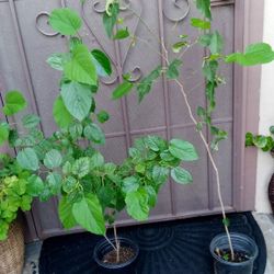 moral de fruta $20 cada uno