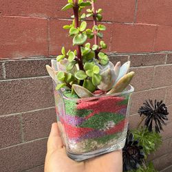 Beautiful Plant In A Beautiful Pot 