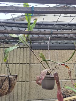 Queen of the night Epiphyllum Oxypetallum