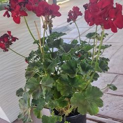 Red Geranium 1 gallon plastic pot / Geranio Rojo