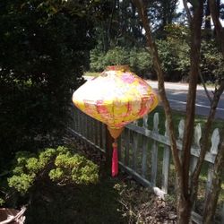 Chinese Lantern 