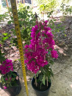 Huge ~3ft+ blooming bougainvillea; zip 95820. (Full sun)