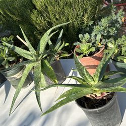 Aloe Vera 5 Each