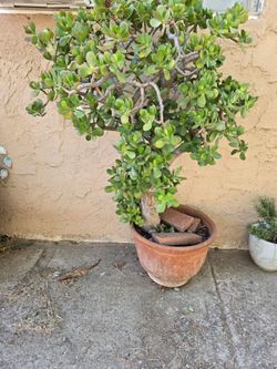 Jade plant