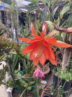 Epiphyllum Cactus Blooming
