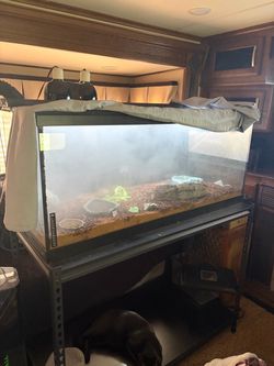 Box Turtle setup with 2 Three Toed