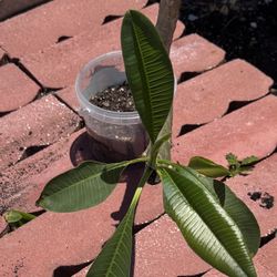Plumeria Plants
