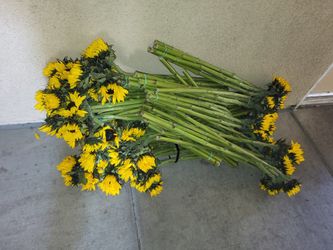 100 Sunflowers