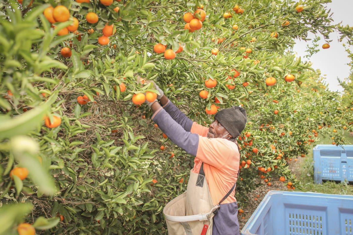 Citrus Tree Picking & Cleaning