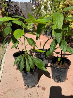 Hass avocado trees , in gal pot each $9