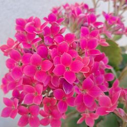 Calanchoe