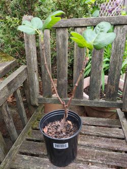 Large Fig Ficus Carica Live Plant Tree Sweet Red Fruit to