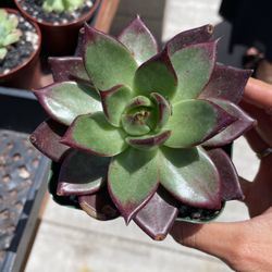 Echeveria Red Ebony Imported