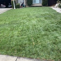 Sod Fescue