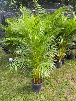 ARECA PALM PLANT ( Good for privacy, accents and garden backdrops!)