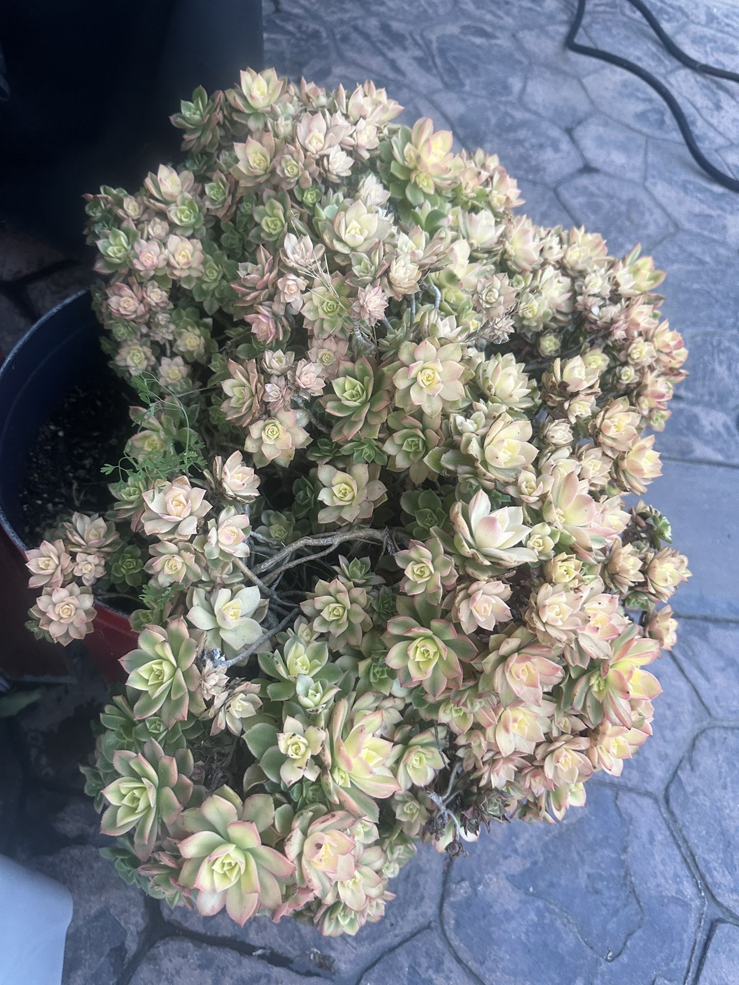 Succulents Plant 🪴 