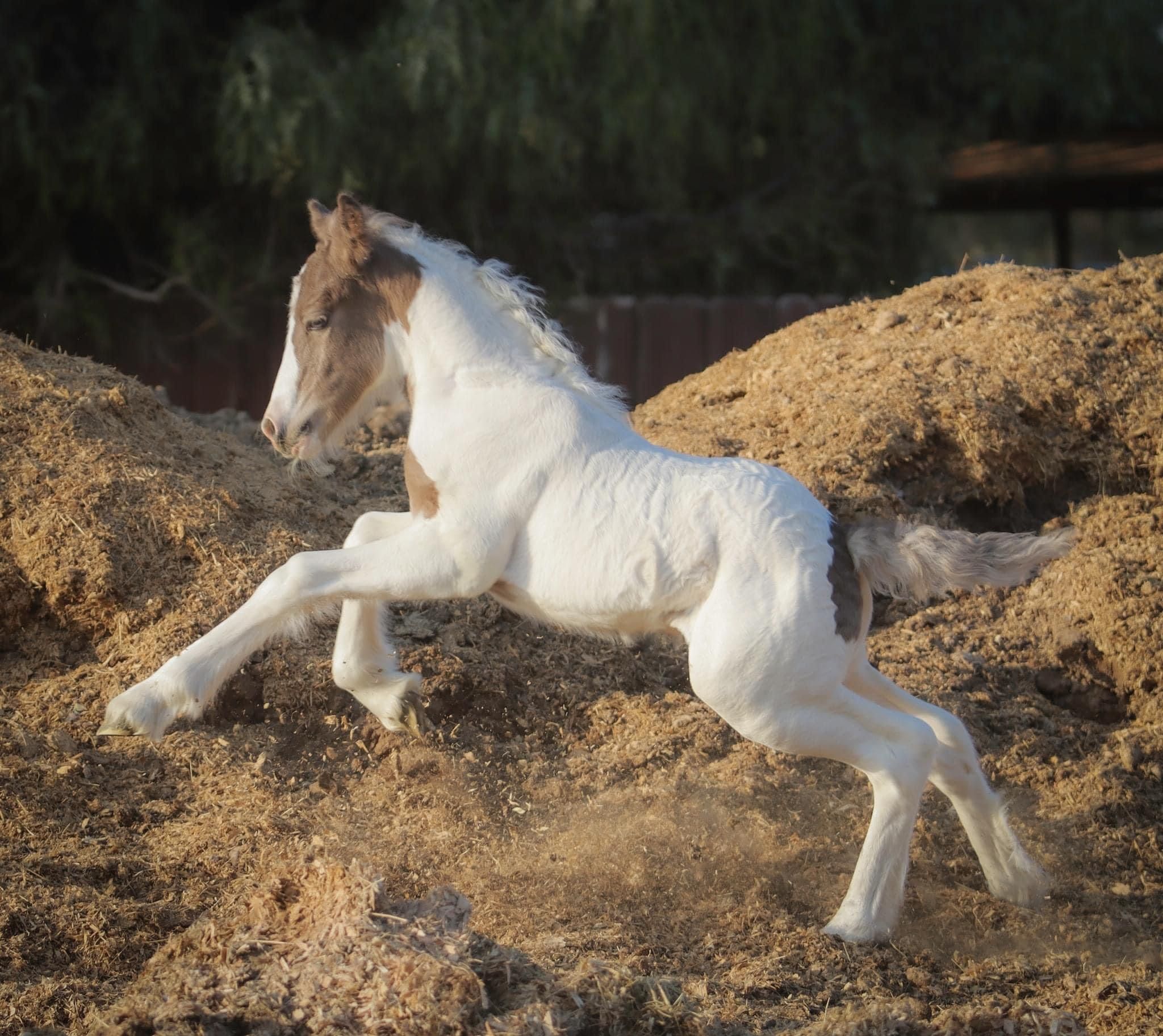 Free horse manure - Loaded For You - Menifee