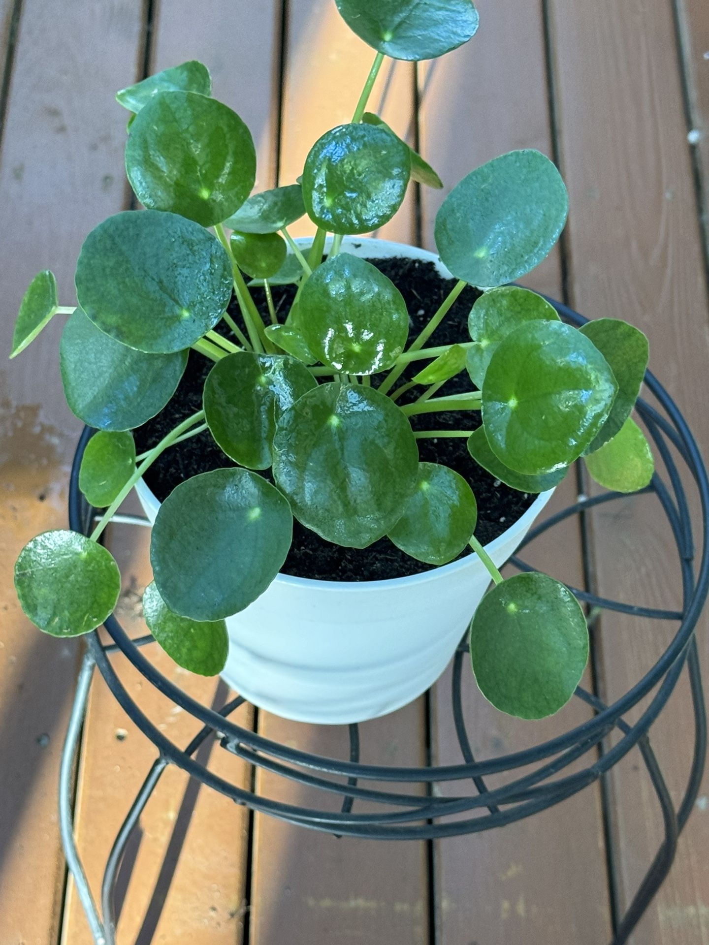 Pilea Chinese Money Plant