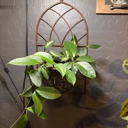 Hoya Live Plant For Sale