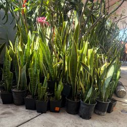 Snake plant