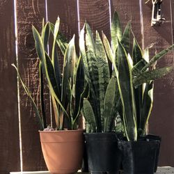 Plants