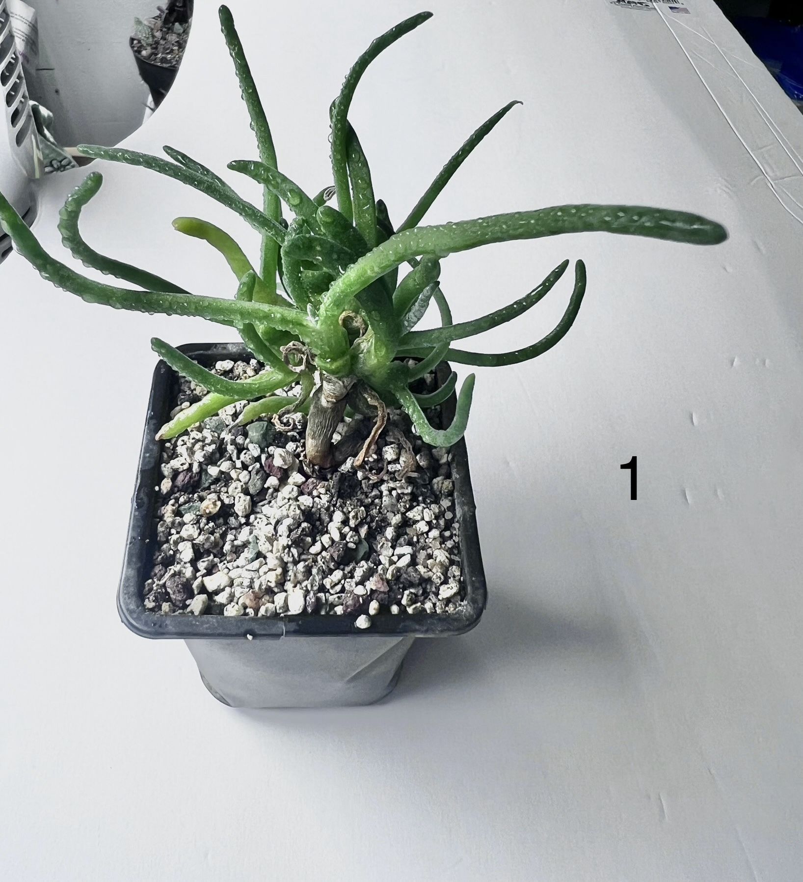 Monilaria moniliforme bunny ears, rabbit succulent
