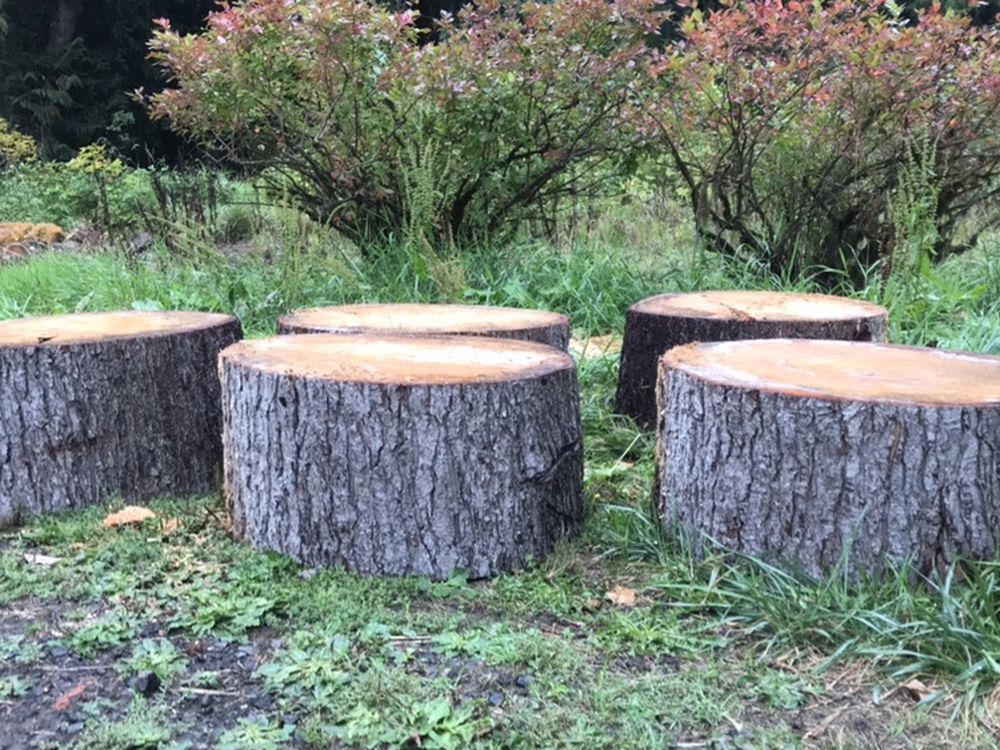 32x14“ Tree Stumps 