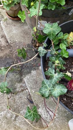 English Ivy